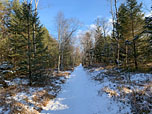 ...leitet uns der Weg durch einen lichten Wald