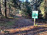 Ein Waldweg...