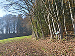 ...der uns zu einem Waldstück leitet