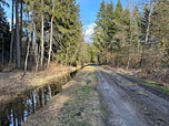 ...biegt noch am Waldrand direkt vor der Brücke rechts in einen Forstweg ein