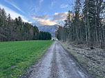 Der Wald lichtet sich...
