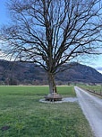 Linde mit Rundbank