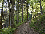 ...und durch schattigen Bergwald folgen wir dem Pfad in morderater Steigung bergauf