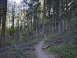 ...tauchen wir in den Bergwald ein