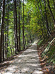 ...erreichen wir den Bergwald
