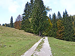 Über das Almgelände steuern wir auf den Bergwald zu...