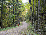 ...schlagen wir den Forstweg Richtung Oberwössen ein