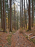 ...über einen kleinen Waldweg