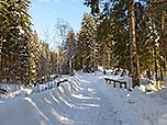 ...und folgen dem Forstweg in den Wald hinein