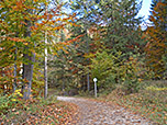 ...und erreichen den Bergwald
