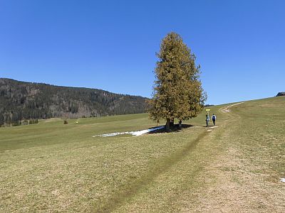 An dem Baum biegen wir links ab