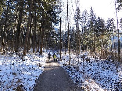 Auf dem Weg wandern wir tiefer in den Wald
