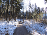 Auf dem Weg wandern wir tiefer in den Wald