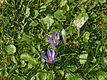 Krokusse