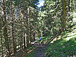 ...durch Bergwald hinunter...