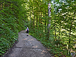Wir wandern in westlicher Richtung in den Bergwald hinein