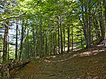 ...wandern wir durch den Bergwald hinauf...