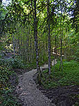 Wir tauchen in den Bergwald ein...