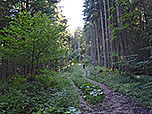 Der schmälere Waldweg...