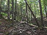 Wir erreichen wiederum den Bergwald...