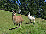 Wir werden von den Alpakas der Stoibenmöseralm begrüßt
