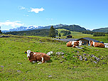 Kühe am Wegesrand