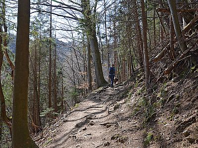 Wir kehren zum Waldpfad zurück...