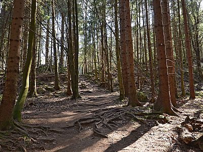 ...wandern wir durch den Wald hinauf...