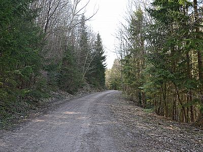 Wir biegen rechtshaltend in den breiten Forstweg ein...