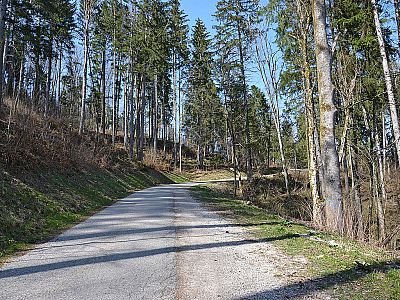 Der Wald lichtet sich...