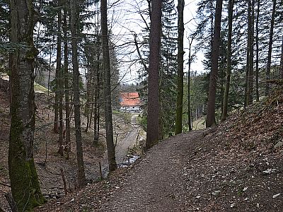 ...zu einem Waldstück...