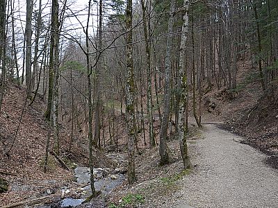 Über den Waldweg...
