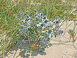 Farbtupfer im Dünensand
