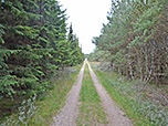 Nach dem Valbjerg Sande biegen wir rechts in einen Forstweg ein...