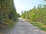 ...bringt uns zu einem Forstweg