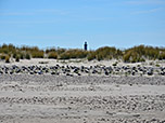 Im Süden wird der Strand von Dünen begrenzt