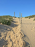 Das Buschwerk wird vom Dünensand abgelöst