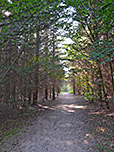 Unterwegs durch die Rubjerg Knude Klitplantage