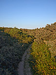 ...wandern wir zurück zur Rubjerg Knude Klitplantage und zum Ausgangspunkt