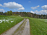 Wir steuern auf einen Wald zu...