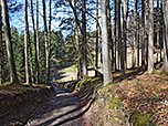 ...und durch dichten Wald