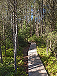 ...und zu guter Letzt wieder in den Wald hinein