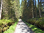 Dort treffen wir auf einen breiten Forstweg