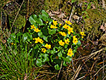 Sumpfdotterblumen