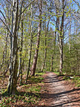 Von Moosrain wandern wir durch lichten Wald über einen Pfad bergauf...
