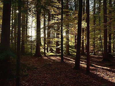 Licht und Schatten tauchen den Wald in eine malerische Atmosphäre