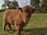 Ein kleines Schottisches Hochlandrind lugt neugierig über den Zaun