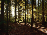 Licht und Schatten tauchen den Wald in eine malerische Atmosphäre