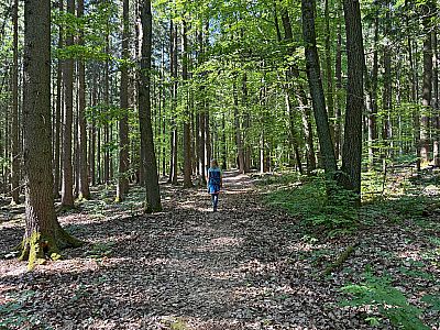 Zu guter Letzt tauchen wir wieder in den schattigen Wald ein