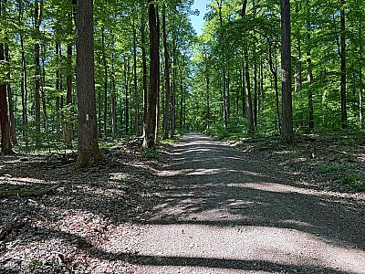 Ein Forstweg bringt uns schließlich zurück...